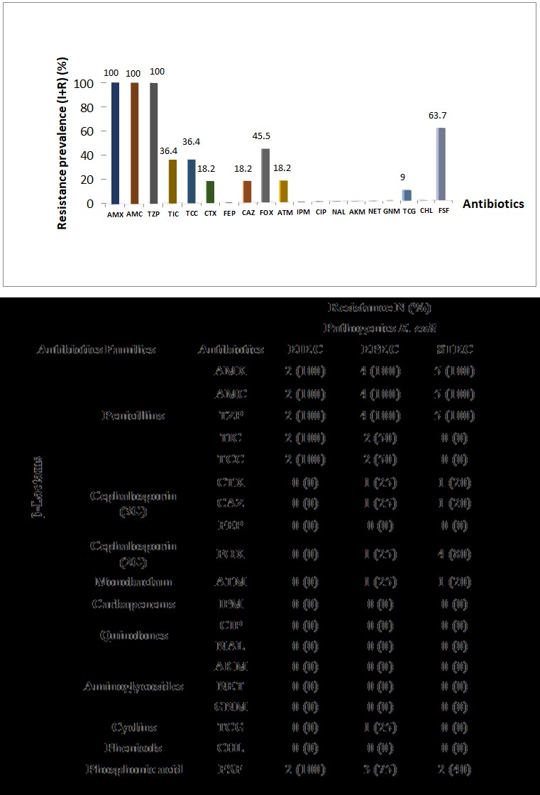 Figure 1: Antibiotic resistance profile of pathogenics _E. coli_ strains. Legend: AMC = amoxicillin–clavulanic acid, AMX = amoxicillin, CTX = cefotaxime, ATM = aztreoname, IPM = imipenem, FEP = cefepime, CHL = chloramphenicol, CIP = ciprofloxacin, NAL = nalidixic acid, GNM = gentamicin, TZP = piperacillin–tazobactam, NET = netilmicin, TCC= ticarcilline + acide clavulanique , TIC= ticarcilline , FSF= fosfomycin, TCG= tigecyclin, CAZ= ceftazidim, AKM= amykacin , FOX= cefoxitin, I = intermediate, and R = resistant