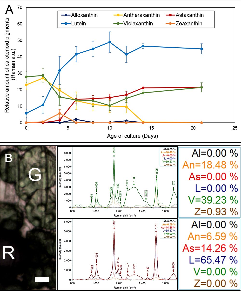 Figure 5: Growth and pigment profile monitoring of live algae cell culture. (5A) Each line in graph represents the changes in relative quantity of the six carotenoid pigments detected in an algae culture on various days over 3 weeks. Each data point represents mean (n=10) with calculated standards error bars. (5B) Simultaneous live cell imaging and Raman spectroscopy showing pigment profile of individual cells within a heterogenous cell culture. Scale bar = 10 μm. Abbreviations: G = Green cells, R = Red cells.