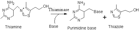Figure 1: Structure of Thiamine Hydrochloride (ACD/ChemSketch). Thiamine requirements for cats and dogs were established by the National Research Council based on the limited amount of research in the target species [3]. Like most carnivores, cats have a relatively high thiamine requirement (5.60 mg/kg diet DM on a 4,000 Kcal diet); whereas, dogs as more omnivorous species require a lower level (1 mg/kg diet DM on a 4,000 Kcal diet; [30]. Cats in late gestation have a higher thiamine requirement (6.3 mg/kg diet DM on a 4,000 Kcal diet). This difference in the amount of thiamine required, is in part, why thiamine deficiency in thermally processed canned foods may be more prevalent in foods produced for cats than dogs.