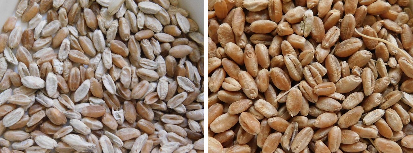 Figure 1: Highly susceptible and a highly resistant wheat line response to the same F. graminearum isolate, 2016. As the resistance is not full, it should be supported by good agricultural practices, optimal previous crop, fungicide application (in wheat the technology is ready) [8], in maize at present we can rely only on resistance.