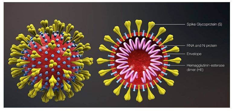 Figure 1: Structure of corona (a). Source: https://commons.wikimedia.org/wiki/File:3D_ medical_animation_corona_virus.jpg