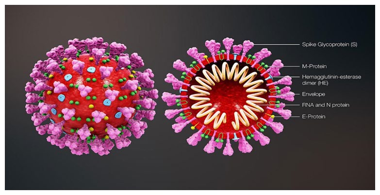 Figure 2: Structure of corona (b). Source:https://www.jewishpress.com/wpcontent/ uploads/1280px3D_medical_animation_coronavirus_ structure.jpg