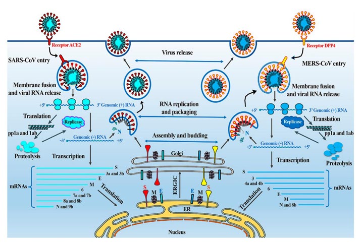 Figure 3: Structure of corona (c). Source: From SARS to MERS, Thrusting Coronaviruses into the Spotlight Zhiqi Song Yanfeng Xu Linlin Bao, Ling Zhang Pin Yu Yajin Qu Hua Zhu Wenjie Zhao Yunlin Han and Chuan Qin 114 January 2019.