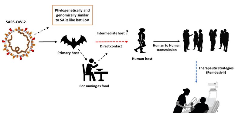 Figure 4: Hosts of corona virus. Source: COVID-19 infection: Origin, transmission, and characteristics of human coronaviruses Muhammad AdnanShereenab1SulimanKhana1AbeerKazmicNadiaBashiraRabeeaSiddiqueaJournal of Advanced Research Volume 24, July 2020, Pages 91-98.