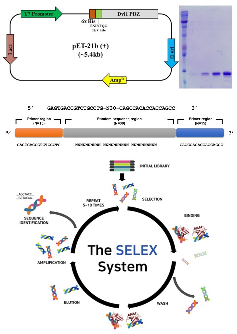 Figure 1: ** Purification of Dvl1_PDZ domain and WD-Aptamer selection. (a) Recombinant pET-21b (+) vector map for the expression of Dvl1_PDZ domain of mouse Dvl1. The map of _E. coli_ expression vector containing His-tag, TEV protease cleavage site, and recombinant Dvl1 PDZ is presented as well as the purification result of SDS-PAGE. (b) General scheme of SELEX using an ssDNA library template.