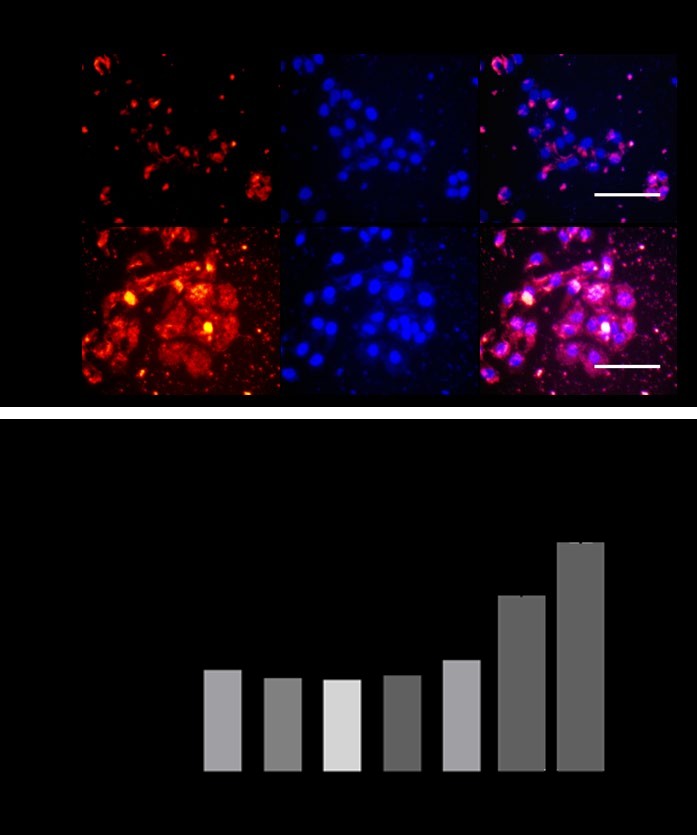 Figure 3: Cell penetration and proliferation. (a) Biotin-labeled aptamer (red) and nuclei marker DAPI (blue) were incubated with culture cells followed by fixation and imaging by a fluorescence microscope. Scale bar, 100 μm. (b) Cell viability in human keratinocyte cells (HaCaT) was determined using an MTT assay after treatment with WD-Aptamer for 24 h.