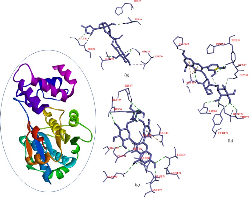 Figure 1: Structure of PDB ID: 1JIJ and the selected top 3 highest biding scores compounds (a-c) Calotroproceryl acetate A, L-rhamnose and Lupeol.