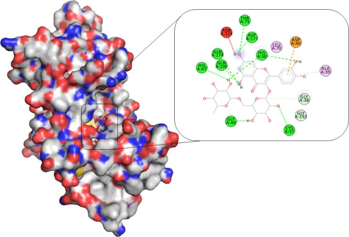 Figure 4: 2D interaction analysis showing involved residues and bonds. The PDB ID: 1JIJ complex with Lupeol.