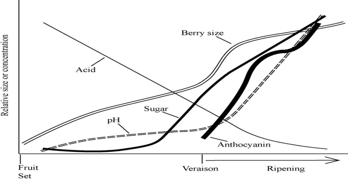 Figure 1: Generalized graphical representation of grape berry compositional changes during development and ripening [17].