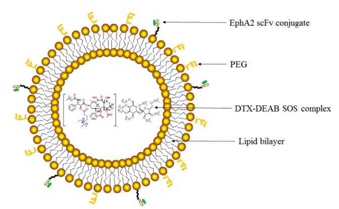 Figure 1: Components of EphA2-ILs-DTX-DEAB. For illustration only, size of components is not proportional.