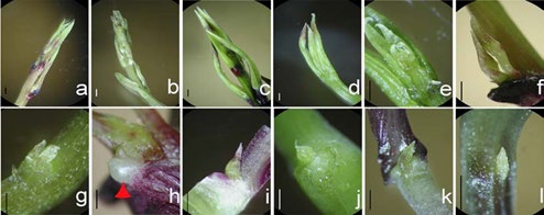 Figure 1: In vivo (from glass house grown plants) shoot developmental pattern of the four yams species and in vitro explants used for cryopreservation. Terminal shoot (a-e), main and serial buds (f, g, i, j), aerial tuber’s primordium (arrow head - h) and in vitro buds to be cryopreserved (k, l). D. bulbifera (a, f, h, k), D. polystachya (b, g, l), D. alata (c, i) and D. cayenensis (d, e, j). Bars indicate 1 mm.