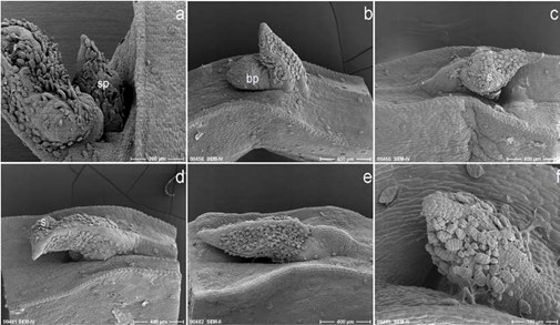Figure 3: Morphological features of D. polystachya explants three days after re-culture. Surviving cryopreserved explants showing structures developed at the axil (main bud – a, b), swelling of the leaf primordium (c), and green (under light microscopic observation) original leaf primordium with a small swelling at the side, which eventually turn brown in colour and die (d). Surviving PVS2 treated explant (green in colour under light microscope - e), and dead explant (f - brown in colour under light microscope). sp shoot pri- mordium, bp bump (green structure under light microscope), s swelling. Bars indicate 300 µm (a), 400 µm (b-e), 100 µm (f).