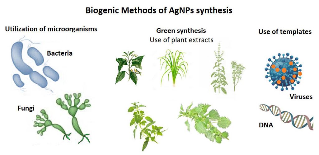 Figure 1: The main biogenic methods of AgNPs synthesis.