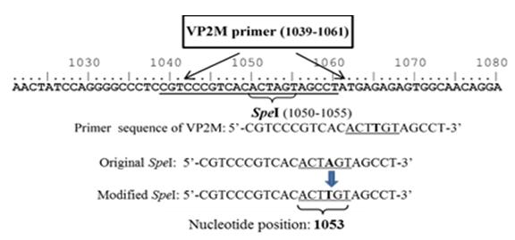 Figure 1: Nucleotide sequence of VP2M primer generated based on the sequence of VP2 gene at position 1050 to 1055. The modified _Spe_I sequence possesses nucleotide substitution from adenine (A) to thymine (T) at the nucleotide position of 1053.