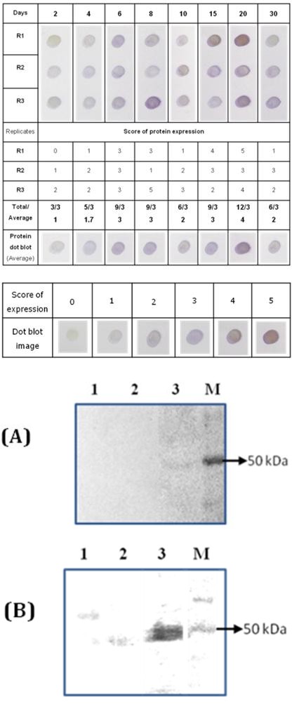 Figure 11: Immunodetection of VP2 protein expressed in _N. benthamiana_. (A) Western blot analysis of total soluble protein (15 µg/lane) of non-inoculated leaf (Lane 1) and inoculated leaves infected with viral transcripts of empty PVX (Lane 2) and PVX::VP2Mt (Lane 3) harvested at 4 dpi detected by TMB substrate. (B) Western blot analysis of total soluble protein (40 µg/lane) of non-infected leaf (Lane 1), leaves infected with viral transcripts of empty PVX (Lane 2) and recombinant PVX::VP2Mt (Lane 3) harvested at 8 dpi. The signal was developed by chemiluminescent detection kit. The size of expressed VP2 protein was estimated by Spectra Multicolour Broad Range Protein Ladder (M).