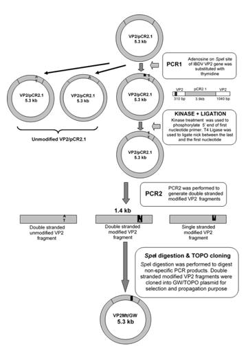Figure 2: Schematic diagram showing the flow of procedure involved in single nucleotide modification of _Spe_I site of hvIBDV VP2 gene.