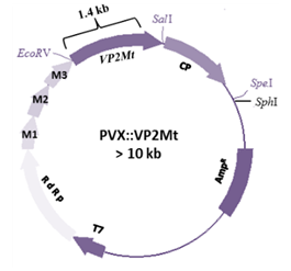 Figure 4: The ligation reaction was prepared in 40 µl reaction volume which consists of 10X ligation buffer, 2 U of T4 DNA ligase (New England Biolabs, UK), 100 ng PVX vector, 500 ng VP2 gene variants and filled up with distilled water. The ligation reaction mixtures were incubated at 25°C for 2 hours and transformed into XL1-Blue competent cells. The transformed bacteria were spread on to LB agar plates containing 50 µg/ml ampicillin and incubated at 37°C for 16 hours. The presence of VP2Mt in the PVX vectors was confirmed by digesting the extracted recombinant PVX::VP2Mt vectors with _EcoR_V, _Sal_I and _Spe_I enzymes. The restriction enzyme analysis was carried out in 15 µl reaction mixtures containing 1 µg of recombinant PVX::VP2Mt, 1X RE buffer, 10 U of restriction enzymes (_EcoR_V and _Sal_I) and deionized distilled water. The digestion reaction mixture was incubated at 37°C for 3 hours and analyzed by 1% agarose gel electrophoresis.