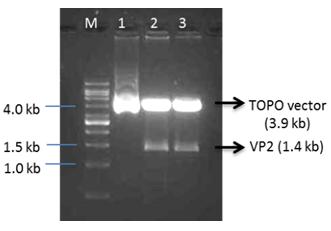 Figure 5: Restriction enzyme profile of the pCR2.1::VP2 recombinant plasmids using _EcoR_I enzyme (Lane 2 and 3), TOPO plasmid without insert (Lane 1) and 1 kb DNA ladder (Vivantis, USA) (Lane M).