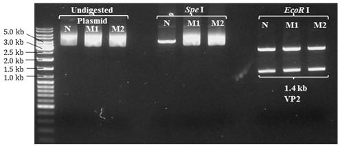 Figure 8: Restriction enzyme (RE) profile of non- modified (pCR2.1::VP2) and modified (pCR@8/GW::VP2Mt) recombinant plasmids digested with either _Spe_I or _EcoR_I enzymes. The modified recombinant pCR@8/GW::VP2Mt plasmids (Lane M1 and M2) were not digested by _Spe_I as compared with non-modified pCR2.1::VP2 recombinant plasmid (Lane N). _EcoR_I digestion of non-modified and modified recombinant plasmids had successfully verified the presence of the cloned VP2 gene. The size of the VP2 and VP2Mt gene (~1.4 kb) was determined based on Gene Ruler 1kb DNA Ladder (Lane M) (Fermentas, Life Science).