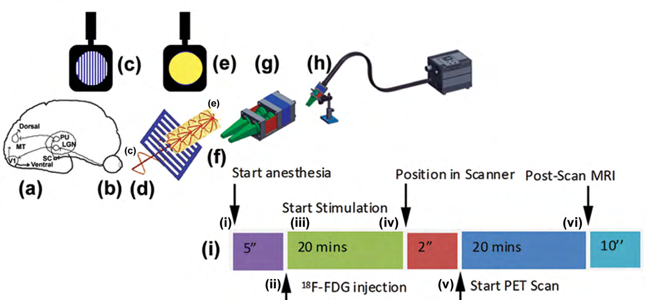 Figure 1: Schematic diagram of the chromatoscope and scan protocol. The mouse head (Figure 1a) is positioned such that the eye (Figure 1b) is aligned for stimulation along the visual axis. The polarizing filter (Figure 1c) was used for monocular stimulation with the polarized light (Figure 1d) and then with yellow light through a Wratten Kodak Yellow filter (Figure 1e) placed in a groove of a binocular (Figure1f) holder (Figure 1g) attached to a fibre optic (Figure 1h) of a light source of 150 W luminosity with a color temperature of about 3200 K and 20 lumens/watt. Figure 1 (i) show the protocol timeline of injection, stimulation and data acquisition implemented in the order: (i) 5 min after initiation of anesthesia about 12 MBq [18F]FDG were injected i.p. and immediately followed by 20 min of light stimulation. Warming and respiration monitoring was continued throughout the whole scan protocol. (ii) After stimulation, the mouse was transferred to the PET scanner and it was started for a 20 min whole body scan, (iii) followed by an MRI scan for another 10 min.