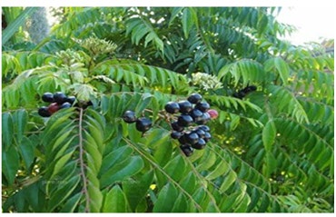 Figure 1: Murraya Koenigii.