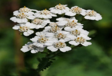 Figure 10: Achillea millefolium.