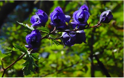 Figure 3: Aconitum heterophyllum.