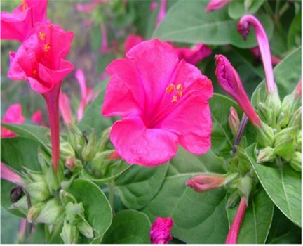 Figure 5: Mirabilis Jalapa.