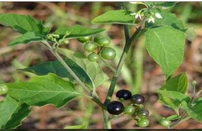 Figure 7: Solanum nigrum.