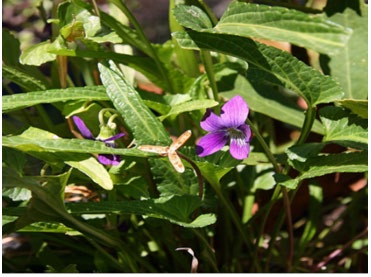 Figure 8: Viola Betonicifolia.