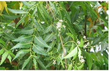 Figure 9: Azardirachta indica.