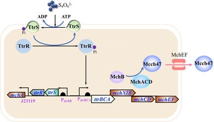 Figure 2: Courtesy ref no-26-Engineering probiotic strain for the inhibition of Salmonella infection. The tetrathionate sensing system and Microcin H47 (Mcch47) production system was introduced into E. coli Nissle 1917. The ttr operon (ttrRSBCA) encodes tetrathionate reductase and the mch operon (mchAXIBCDEF) encodes Mcch47. During the course of Salmonella infection, tetrathionate was generated in the inflamed gut. In the presence of tetrathionate, the promoter PttrBCA was activated by the tetrathionate sensor histidine kinase TtrS and the response regulator TtrR. The transcription of the mch operon was initiated to produce Microcin H47 for the inhibition of Salmonella.