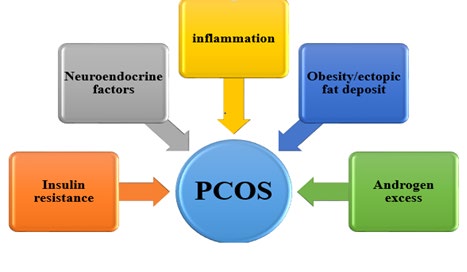Figure 3: Pathophysiology of PCOS.