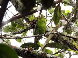 Figure 2: Touit stictopterus observed, in the municipality of San Antonio, department of Tolima, Colombia.