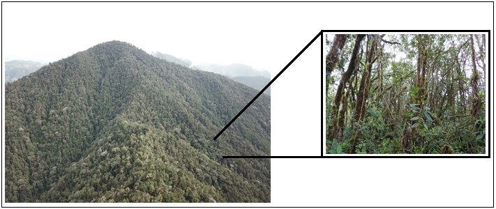 Figure 3: Location of Touit stictopterus within the forest of the Finca EL Manantial Nature Reserve, in the municipality of San Antonio, department of Tolima, Colombia.
