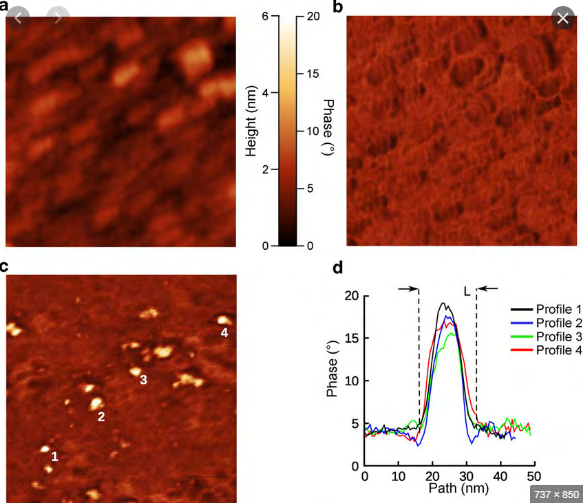 Figure 3: It can be seen from Figure 3 a single layer of GO and a single sheet of SGGO nanocomposite of varying size. Alginate/gelatine are reacted on the surface of GO substrate with clear overlaps. Before reaction of alginate/gelatine with GO the thickness of GO vary in size from 1.0 to 1.3 nm. However, after functionalization and reaction with alginate/gelatine, the thickness of GO single layer sheets are obviously increased to nearly 2.1 – 2.5nm, indicating the presence of Alginate/gelatine on the surface of GO sheet, indicating an extensive folding, wrinkling, and/ or aggregation of the graphene oxide with alginate/gelatine with at the length scales visible. Overview AFM images do indicate a significantly better dispersion of graphene oxide within alginate/gelatine, which is attributed to the differences in the specific chemical interactions between the alginate/gelatine polymers and graphene oxide.