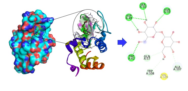 Figure 3: Far-UV CD spectra of lysozyme in the absence and presence of highest concentration of trehalose (1.50 M). Curve 1 shows the native state of lysozyme at 25°C, curve 2 shows lysozyme with 1.50 M trehalose at 25 °C, curve 3 shows lysozyme at 85°C and curve 4 shows lysozyme with 1.50 M trehalose at 85°C.