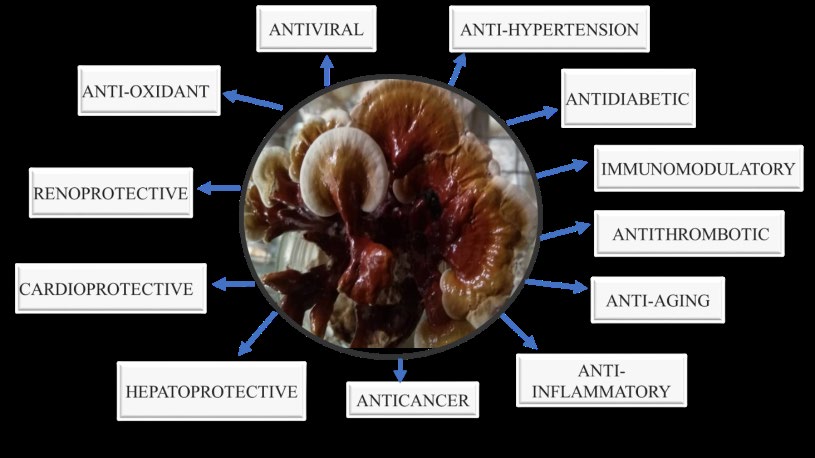 Figure 2: _Ganoderma_ mushroom pharmacological effects for treating coronavirus risk factors _Ganoderma_ mushroom contain about 400 different bioactive substances including triterpenes, steroids, phenols, tannins, alkaloids, flavonoids, terpenoids, phenol, triterpenes, sterols nucleotides, glycoproteins, fatty acids, proteins/peptides and trace elements [36,39,40]. Of these, the pharmacological effects of the mushroom are attributable mostly to the presence of triterpenes and polysaccharides [32,41]. Specific polysaccharides that occur in the form of beta-D-glucans bound to amino acids (peptidoglycans) possess immune-modulating and anticancer properties [37].
