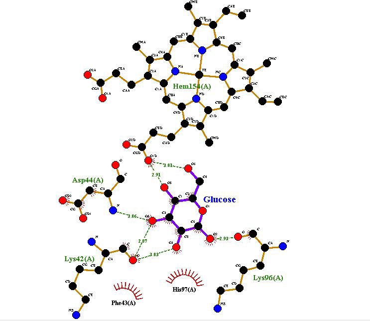 Figure 7: Docking interactions of glucose with various amino acid residues of myoglobin.