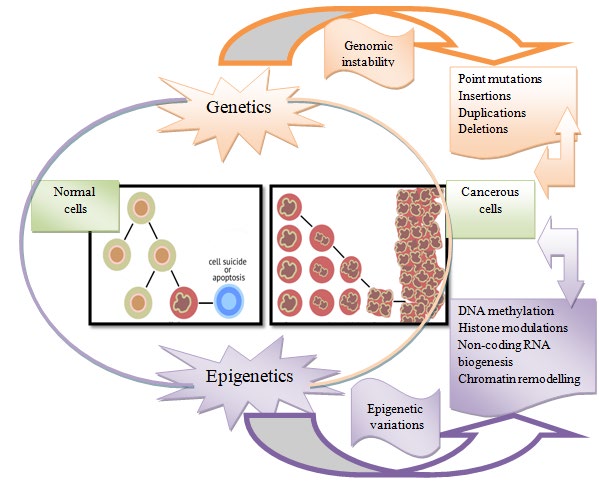 Figure 3: Genetic and epigenetic alterations causing conversion of normal cells into cancerous ones.