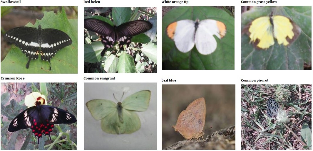Figure 2: Plates: Butterfly species collected from the study area.