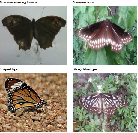 Figure 3: Family wise butterflies recorded from the study area.