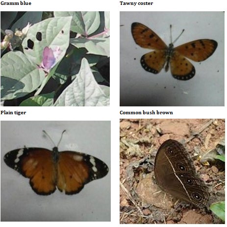Figure 4: Butterfly species sighted under different category.