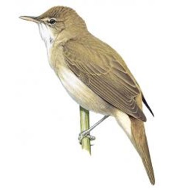 Figure 1: Acrocephalus baeticatus Vieillot, 1817.
