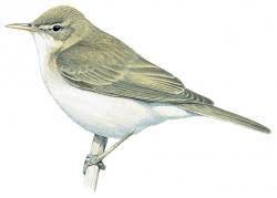 Figure 2: Iduna pallida Hemprich & Ehrenberg, 1833.