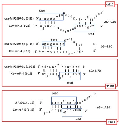 Figure 1: Plant miRNA targeting SARS-CoV-2 viral miRNAs. The targeting sequences of MIR2097-5p to viral miRNAs, Cov- miR-2 and Cov-miR-4 in orf10 (top panel), and Cov-miR-5 in 3’UTR (middle panel) were depicted. As a positive control, MIR2911 to Cov-miR-5 in 3’UTR was also depicted (bottom panel). The seed sequences were shown as blue square.