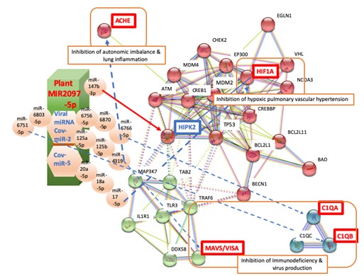 Figure 2: About the difference of COVID-19 mortality between male and female (male>female), virus receptor angiotensin converting enzyme 2 (ACE2) expression has been induced via male steroids, and male HIPK2 haplotypes (rs2058265, rs6464214 and rs7456421) were associated with higher systolic blood pressure [25,26]. Because higher blood pressure has been a risk factor of severe COVID-19 and hypertension was a risk factor independent from ACE2 expression in women [27], HIPK2 may be a risk factor of men distinctive from women. Therefore, suppression of HIPK2 by MIR2097-5p would be save people from COVID-19 due to hypertension. Simultaneously, MIR2097-5p suppressed Cov-miR-5 derived from the 3’UTR and increased HIF1A. These effects may suppress hypoxic pulmonary vascular hypertension of COVID-19. VIRmiRNA searches predicted that HIPK2 can be a target for Epstein-Barr virus (EBV) virus miRNAs, ebv-miR- BHRF1-2 and ebv-miR-BART18-5p. Thus, it is suggested that HIPK2 would be an important host molecule controlled by MIR2097-5p in the pathogenicity of COVID-19 lung.