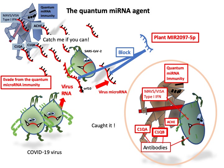 Figure 5: The quantum miRNA agent. We have the quantum miRNA immunity to protect viral infection as the first defense program. SARS-CoV-2 genomic RNA produces orf10 mRNA. The orf10 RNA produces viral miRNA, Cov-miR-2. Cov-miR-2 is quite pathogenic, which targets acetylcholine esterase (ACHE), complement C1QA and C1QB and MAVS/VISA type I interferon (IFN) producing pathway. SARS-CoV-2 evades from the quantum miRNA immunity [36,37]. Consequently, COVID-19 infected patients and deaths are increasing. Since plant miRNAs are absorbed into human cells and circulating system, incorporated miRNAs affect human proteins. Not only human proteins but also infected viral RNAs are downregulated by plant phyto- miRNA, such as honeysuckle MIR2911 against influenza virus, varicella-zoster virus and SARS-CoV-2. Plant MIR2097-5p could charge to SARS-CoV-2 Cov-miR-2 and genomic RNA, which can block COVID-19 viral production and its symptoms as shown in the METS network of Figure 2. ‘RNA controls RNA’ [36, 37]. In Japan, our staple diet is rice and COVID-19 cases and deaths are very low; therefore, MIR2097-5p is a ‘the quantum miRNA agent’ candidate to prevent COVID-19 infection.