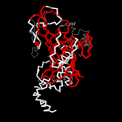 Figure 1: ** 3D construction was combined from five Leptospira serovars.