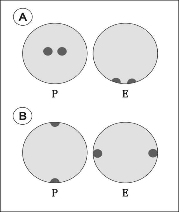 Figure 1: Representation of pollen grains in the family Poaceae (A) and diporate pollen grains of species of the others families (B). Although the majority of Poaceae species present pollen morphology with monoporate and spheroidal pollen grains, some species present diporate or more apertures [5,21,29,45-49]. The increase in the number of apertures is related to reproduction by apomixis and in cases that sexual reproduction is not viable [45]. As only some species present this pollen morphology (diporate), these may be indicative that these species are easily identified in pollen records. In this sense, as an attempt to refine the taxonomic resolution of Poaceae pollen through diporates Poaceae pollen grains, the present work has the following objectives: (1) Identify in 95 Poaceae species the species that have diporate pollen morphology and select these pollen grains to describe their morphologies – modern pollen grains; (2) Identify diporate Poaceae pollen grains in Quaternary sediment showed the ages in which they occurred in the past – fossil pollen grains; (3) Establish relationship modern pollen – fossil pollen of diporate Poaceae de Poaceae seeking higher pollen taxonomic resolution.